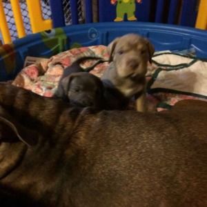 Meet your Posher, Nomi